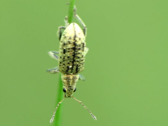 Polydrusus cervinus, Braungrauer Glanzrüssler