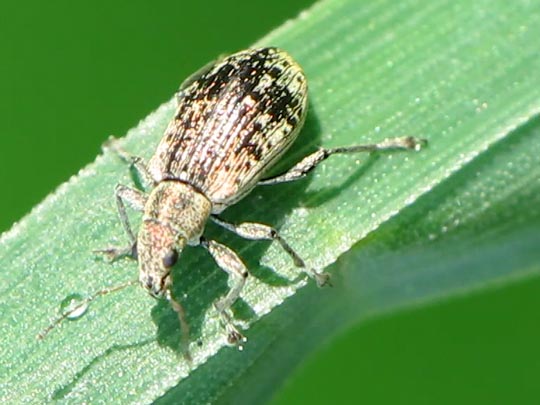 Polydrusus cervinus, Braungrauer Glanzrüssler