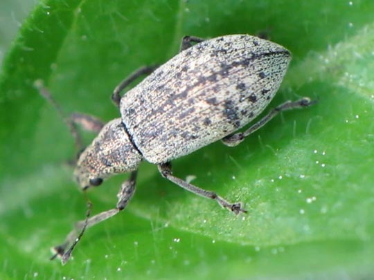 Polydrusus cervinus, Braungrauer Glanzrüssler