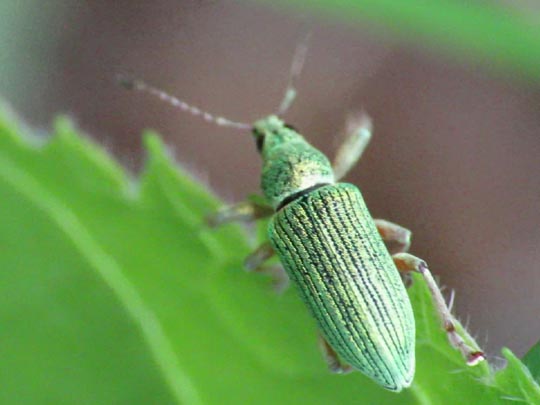 Polydrusus sericeus