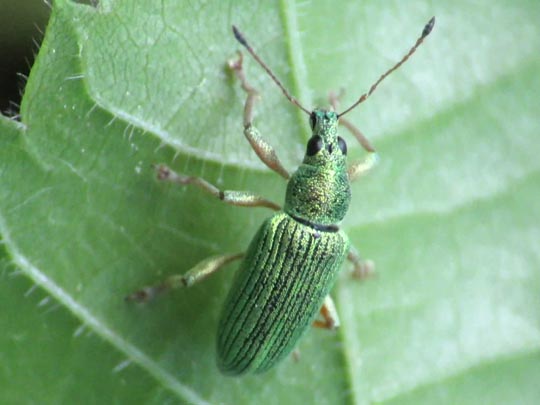 Polydrusus sericeus