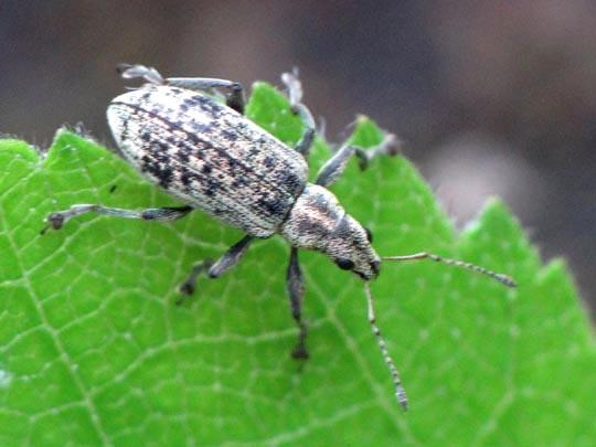 Polydrusus cervinus, Braungrauer Glanzrüssler