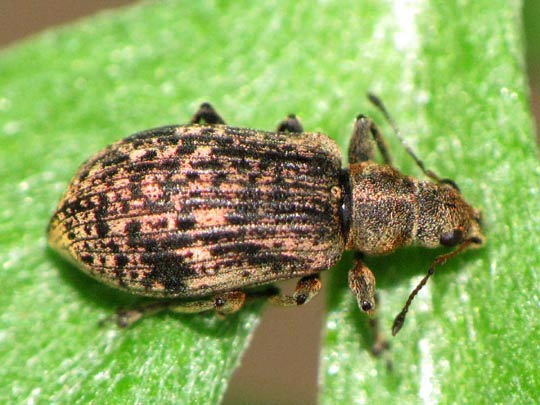 Polydrusus sp.