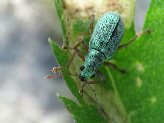 Polydrusus corruscus