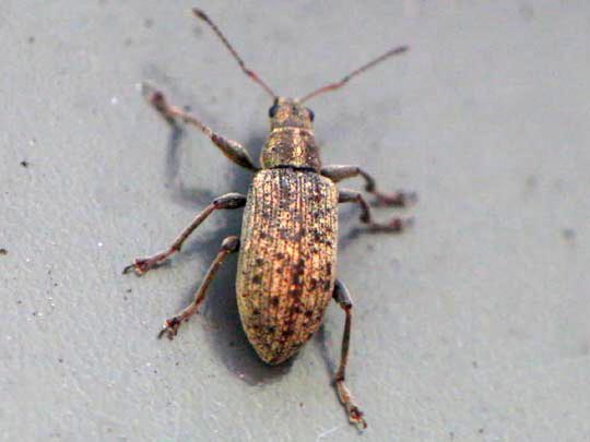 Polydrusus cervinus, Braungrauer Glanzrüssler