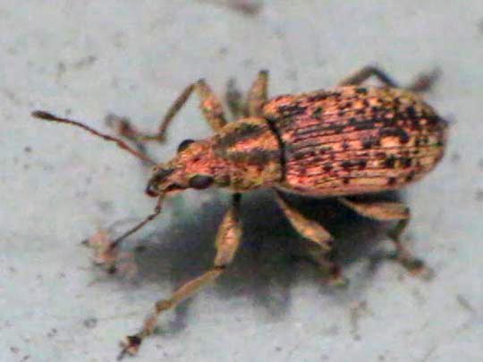 Polydrusus sp.