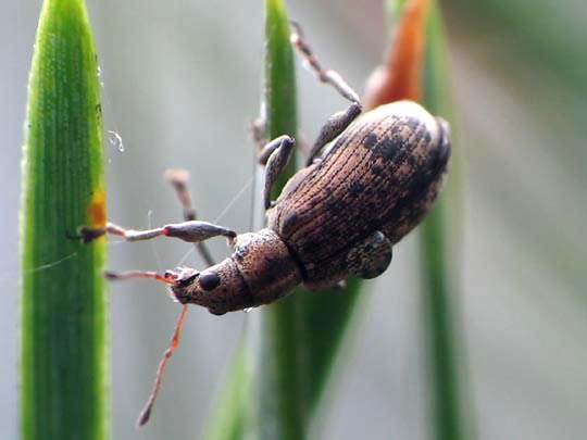 Polydrusus cervinus, Braungrauer Glanzrüssler