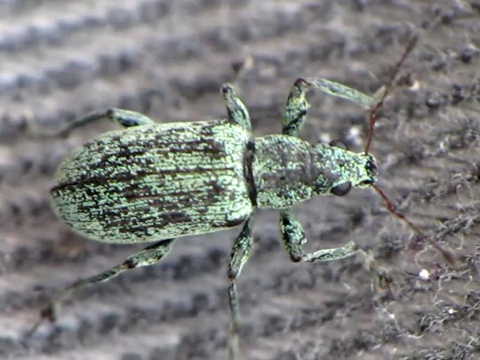 Polydrusus sp.