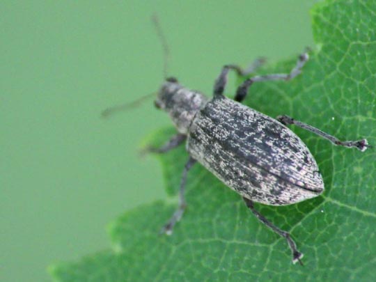 Polydrusus cervinus, Braungrauer Glanzrüssler
