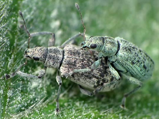 Polydrusus cervinus, Braungrauer Glanzrüssler
