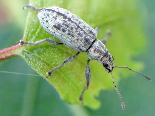 Polydrusus cervinus, Braungrauer Glanzrüssler
