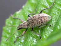 Rüsselkäfer, Curculionidae