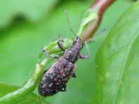 Rüsselkäfer, Curculionidae