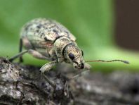 Rüsselkäfer, Curculionidae