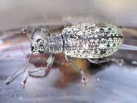 Polydrusus cervinus, Braungrauer Glanzrüssler