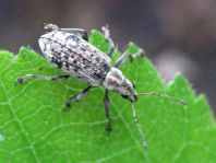 Polydrusus cervinus, Braungrauer Glanzrüssler