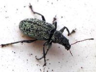 Polydrusus sp.