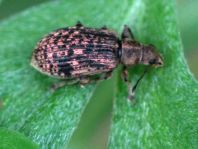 Polydrusus sp.