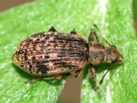 Polydrusus sp.