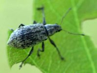 Rüsselkäfer, Curculionidae