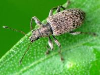 Polydrusus cervinus, Braungrauer Glanzrüssler