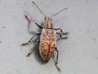 Polydrusus cervinus, Braungrauer Glanzrüssler
