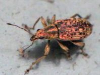 Polydrusus sp.