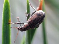 Polydrusus cervinus, Braungrauer Glanzrüssler