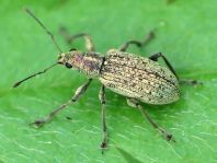 Polydrusus cervinus, Braungrauer Glanzrüssler