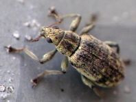 Polydrusus cervinus, Braungrauer Glanzrüssler