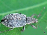Polydrusus cervinus, Braungrauer Glanzrüssler