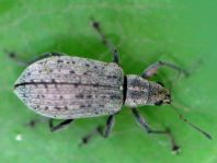 Polydrusus cervinus, Braungrauer Glanzrüssler