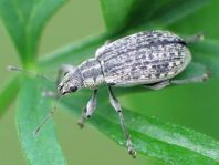 Polydrusus cervinus, Braungrauer Glanzrüssler