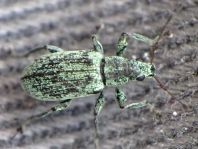 Polydrusus sp.