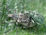 Polydrusus cervinus, Braungrauer Glanzrüssler
