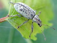 Polydrusus cervinus, Braungrauer Glanzrüssler