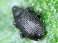 Rhamphus sp.