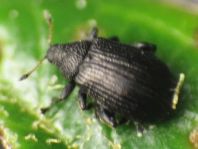 Rhamphus oxyacanthae