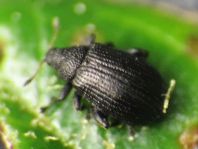 Rhamphus oxyacanthae