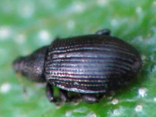 Rhamphus sp.