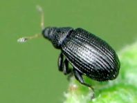 Rhamphus sp.
