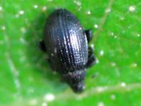 Rhamphus sp.