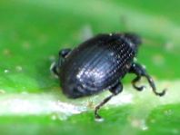 Rhamphus sp.