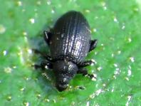 Rhamphus sp.