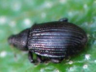 Rhamphus sp.