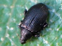 Rhamphus sp.