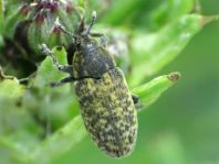 Rhinocyllus conicus, Distel-Kurzrüssler