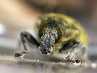 Rhinocyllus conicus, Distel-Kurzrüssler