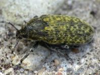 Rhinocyllus conicus, Distel-Kurzrüssler