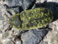 Rhinocyllus conicus, Distel-Kurzrüssler